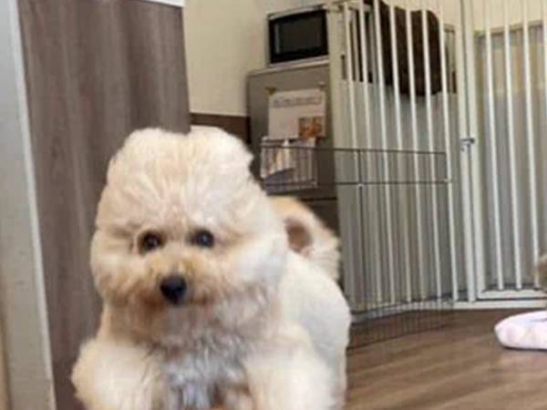 トリマーのことが大好きな愛犬　サロンで見せた姿に「すごく楽しそう」「そんなに嬉しいの？」