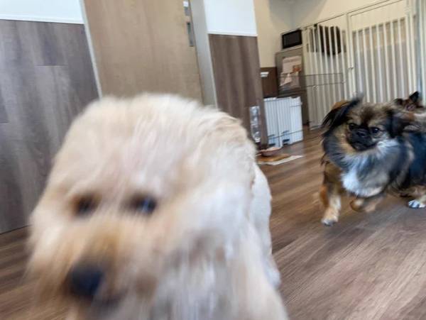 トリマーのことが大好きな愛犬　サロンで見せた姿に「すごく楽しそう」「そんなに嬉しいの？」