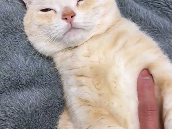 「顔は絶対に触らせないマン」　飼い主が撮った動画に「守備力が高い」「鉄壁」