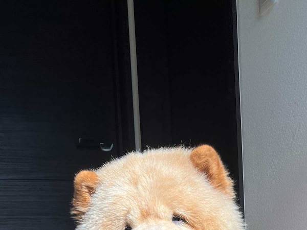 『連休の疲れ』が顔に出ている犬　表情に「二日酔いのサラリーマン」「今の私と同じ顔」