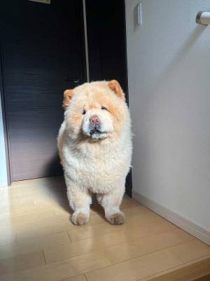 『連休の疲れ』が顔に出ている犬　表情に「二日酔いのサラリーマン」「今の私と同じ顔」