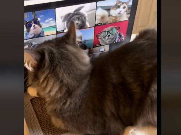 猫と一緒にリモートワークができる？　『猫用パソコン』が優秀！　「かわいすぎる」