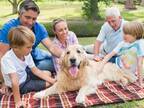 公園でピクニックをしている犬　よく見ると…？　「社交的すぎる」「笑った」