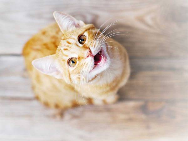 さすが日本の猫！　アメリカ人の飼い主が感心したワケは？　「とても賢い」