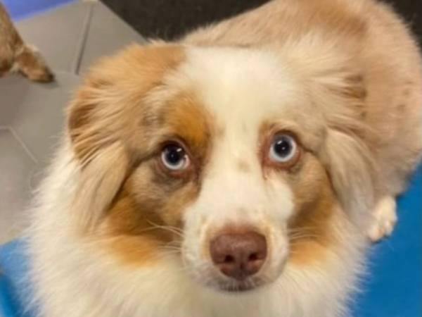 まさに魔法の言葉！　犬の表情が一瞬で変わる『ひと言』とは？「だから犬が大好き」