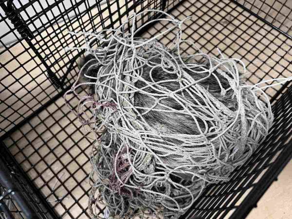 これは何の動物？　サッカーのゴールネットに絡まった野生動物の正体は…