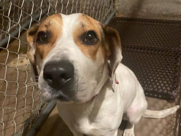 子供が書いた？　『迷い犬』の首輪に付いていたメモの内容に「かわいそうに」