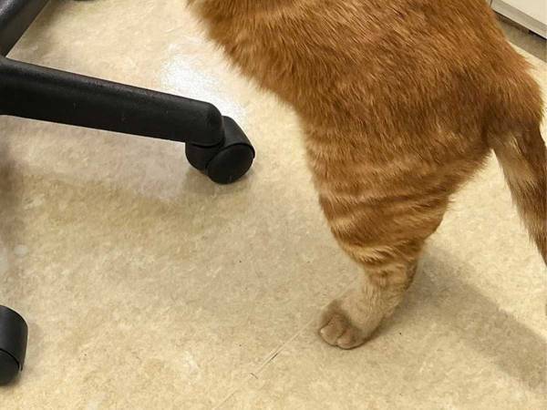 ミルクを飲む子猫の横に…？　動物病院の投稿に「かわいい～！」「悶絶級」