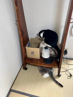 「お母さんクモが出たよ！」　部屋の隅を見ると…「吹いた」「めっちゃ分かる！」