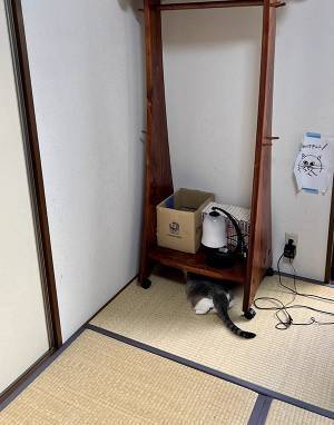 「お母さんクモが出たよ！」　部屋の隅を見ると…「吹いた」「めっちゃ分かる！」