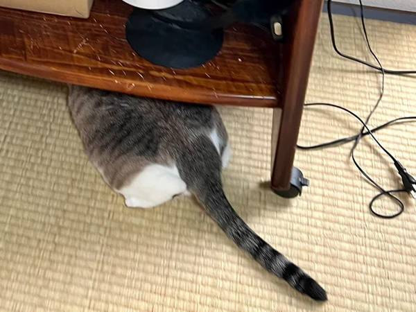 「お母さんクモが出たよ！」　部屋の隅を見ると…「吹いた」「めっちゃ分かる！」