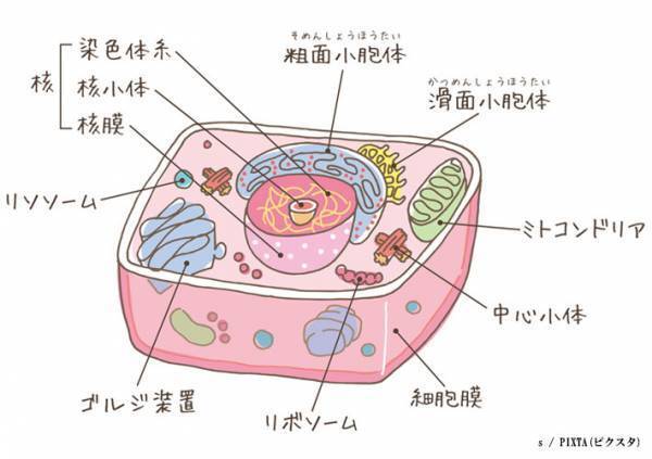 「伝説の料理を作りました」　手作りドリアに「誰がうまいことをいえと」「こういうの好きすぎる」