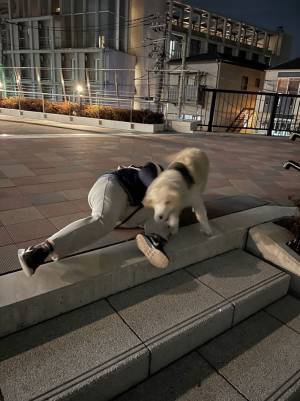 夜の散歩中、階段で転んだ飼い主…犬の行動に吹き出す人が続出！