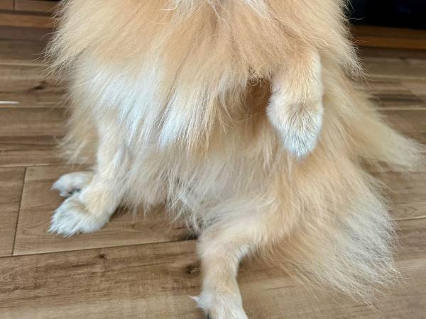 咳をする飼い主に近付いてきたポメラニアン　その後の行動が、可愛すぎた