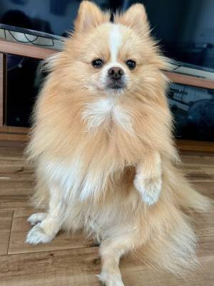 咳をする飼い主に近付いてきたポメラニアン　その後の行動が、可愛すぎた