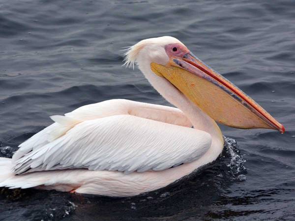 大きな魚をくわえて苦しそうなペリカン　口の中から出てきたのはなんと…？