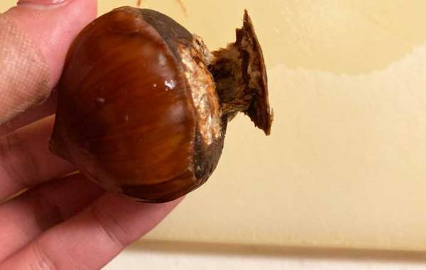 硬すぎる栗の鬼皮を手でツルっとむく方法に「もう悩まない」「早く知りたかった」