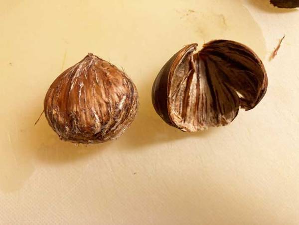 硬すぎる栗の鬼皮を手でツルっとむく方法に「もう悩まない」「早く知りたかった」
