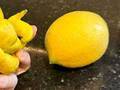 庭で採れたレモンに「吹き出した」「悪魔の実ですか」　普通のレモンと比べると？