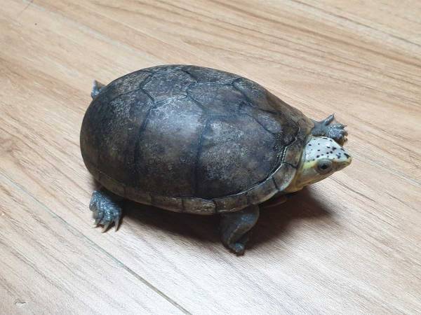 新種の生きもの？　誰もがカメだと思った次の瞬間…！「変装の達人だ」