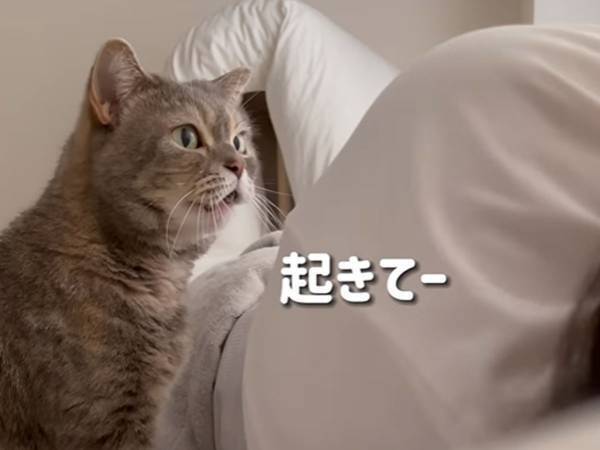 飼い主が撮影した『朝のひと時』　愛猫との触れ合いにうらやむ声が続出