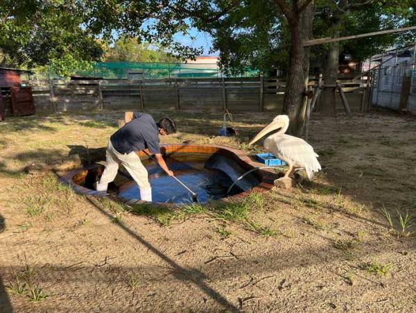 「笑った」「サボれない」　ペリカンが見つめる先には…