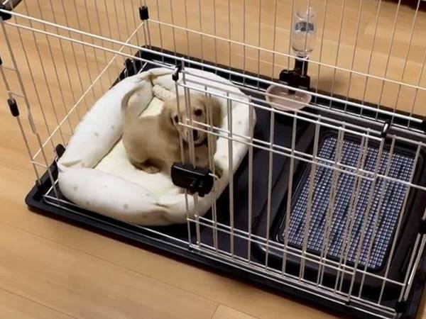 「ハウス」と言われた犬、次の瞬間「笑う」「これはこれであり」