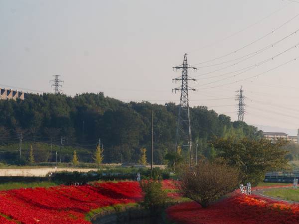 「咲きすぎて逆に怖い」　写真家が撮影した『彼岸花の本気』がこちら