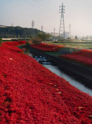 「咲きすぎて逆に怖い」　写真家が撮影した『彼岸花の本気』がこちら