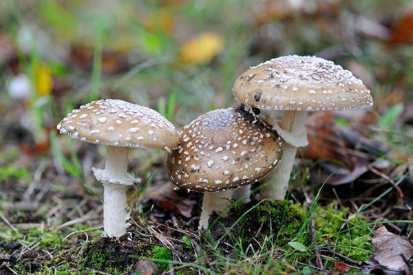 朝食後、一家４人が救急搬送　原因に「怖すぎる」「広まってほしい」