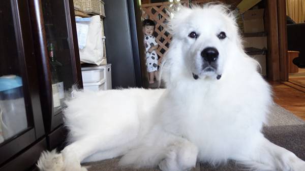 飼い主「う、後ろ後ろ～！」　大型犬の背後を見ると？