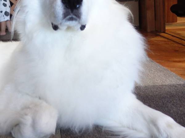 飼い主「う、後ろ後ろ～！」　大型犬の背後を見ると？