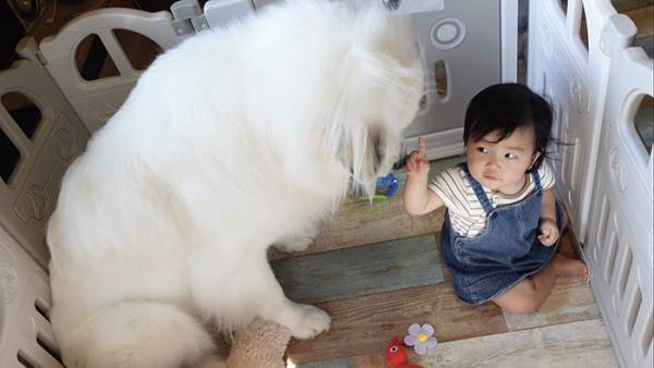 飼い主「う、後ろ後ろ～！」　大型犬の背後を見ると？
