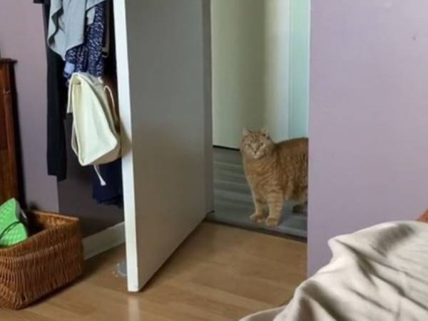 ５１０万人が絶賛した『礼儀正しい猫』がこちら　「うちの猫と大違い」「紳士だ」