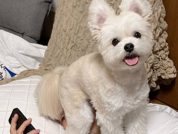 犬の写真に１２万『いいね』　お尻の下をよく見ると…　「無邪気な笑顔」「最高です」