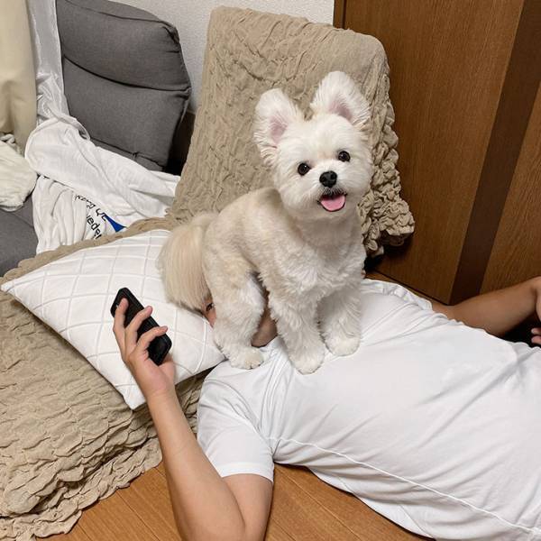 犬の写真に１２万『いいね』　お尻の下をよく見ると…　「無邪気な笑顔」「最高です」