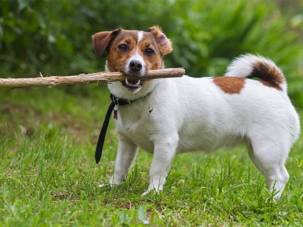 くわえた枝がドアに引っかかって通れない！　犬が思い付いた『方法』が賢すぎる