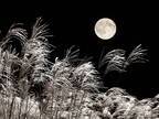 ２０２３年９月の満月は今夜！　『中秋の名月』を見上げよう