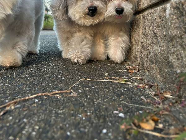 あおり運転ならぬ、『あおり散歩』！？　散歩を楽しむ犬の様子が？