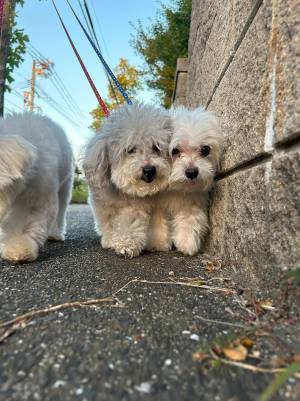 あおり運転ならぬ、『あおり散歩』！？　散歩を楽しむ犬の様子が？