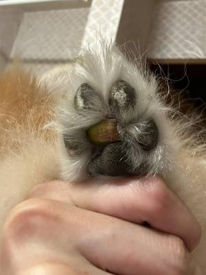 肉球に挟まっていた『あるもの』に爆笑！　脚を引きずる愛犬を心配していたら…