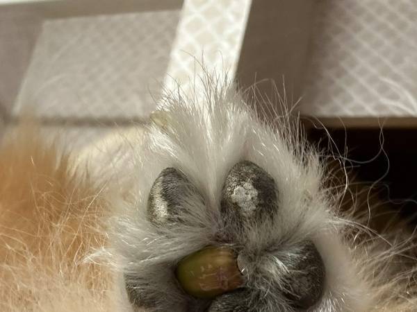 肉球に挟まっていた『あるもの』に爆笑！　脚を引きずる愛犬を心配していたら…