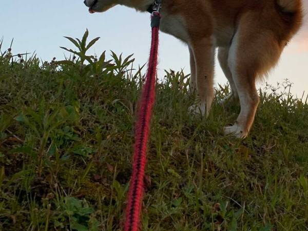 「もうそれにしか見えない」　飼い主が撮った柴犬の写真に「最高」「爆笑した」