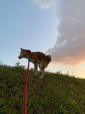 「もうそれにしか見えない」　飼い主が撮った柴犬の写真に「最高」「爆笑した」
