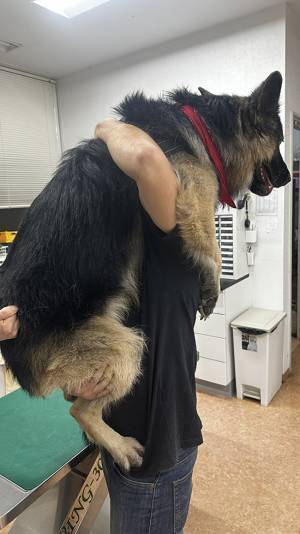 注射を察したジャーマンシェパード　行動に「ごめん爆笑した」