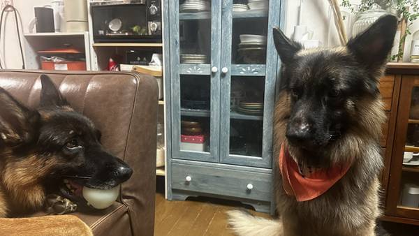 注射を察したジャーマンシェパード　行動に「ごめん爆笑した」