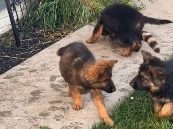 自分のことを子犬だと思ってる？　遊んでいる子犬たちをよく見ると…！