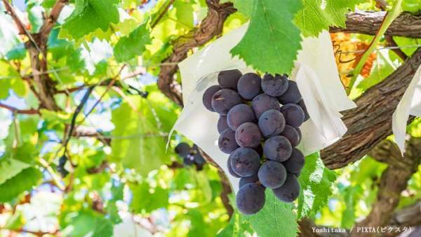 ぶどう農園「種は食べても大丈夫！」　プロおすすめの『巨峰の食べ方』にビックリ