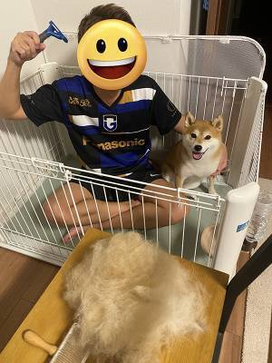 換毛期の柴犬　ブラッシングの結果に「最高の表情」「まさに豊作」