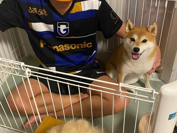 換毛期の柴犬　ブラッシングの結果に「最高の表情」「まさに豊作」